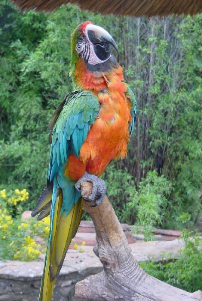 OISEAU
